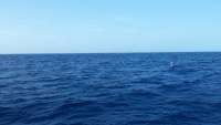 Great day of scuba diving in Key Largo with Rainbow Reef on uscgc duane tropical adventure 2015 03 11 r1264 1