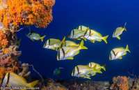 Great day of scuba diving in Key Largo with Rainbow Reef on uscgc duane tropical voyager 2015 03 29 r1336 1