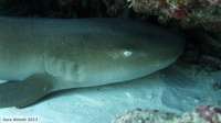 Great day of scuba diving in Key Largo with Rainbow Reef on conch wall tropical voyager 2015 05 20 r1522 1