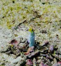 Great day of scuba diving in Key Largo with Rainbow Reef on drift molasses tropical explorer 2015 05 16 r1503 1