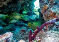 Great day of scuba diving in Key Largo with Rainbow Reef on fire coral cave tropical odyssey 2015 05 18 r1513 1