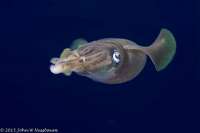Great day of scuba diving in Key Largo with Rainbow Reef on hole in the wall tropical odyssey 2015 05 16 r1506 1