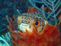 Great day of scuba diving in Key Largo with Rainbow Reef on molasses reef tropical odyssey 2015 05 16 r1505 1