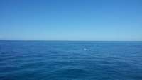 Great day of scuba diving in Key Largo with Rainbow Reef on spiegel grove tropical adventure 2015 05 09 r1482 1