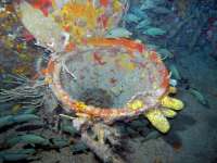 Great day of scuba diving in Key Largo with Rainbow Reef on spiegel grove tropical odyssey 2015 05 19 r1518 1