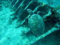 Great day of scuba diving in Key Largo with Rainbow Reef on uscgc duane tropical explorer 2015 05 23 r1535 1