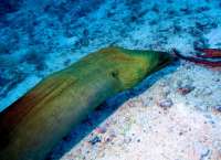 Great day of scuba diving in Key Largo with Rainbow Reef on benwood wreck tropical odyssey 2015 11 22 r2306 1