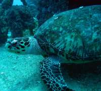 Great day of scuba diving in Key Largo with Rainbow Reef on christmastree cave tropical odyssey 2015 11 08 r2253 1