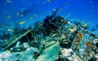 Great day of scuba diving in Key Largo with Rainbow Reef on city of washington tropical odyssey 2015 11 10 r2269 1