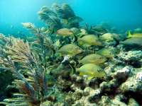 Great day of scuba diving in Key Largo with Rainbow Reef on drift french tropical odyssey 2015 11 21 r2303 1