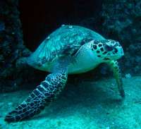Great day of scuba diving in Key Largo with Rainbow Reef on drift molasses tropical odyssey 2015 11 09 r2260 1