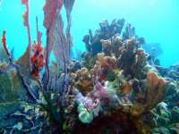 Great day of scuba diving in Key Largo with Rainbow Reef on drift molasses tropical odyssey 2015 11 30 r2321 1