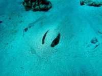 Great day of scuba diving in Key Largo with Rainbow Reef on eagle ray alley tropical odyssey 2015 11 09 r2259 1