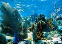 Great day of scuba diving in Key Largo with Rainbow Reef on hole in the wall tropical odyssey 2015 11 14 r2290 1