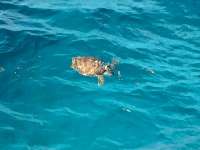 Great day of scuba diving in Key Largo with Rainbow Reef on molasses reef tropical odyssey 2015 11 06 r2242 2