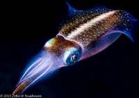 Great day of scuba diving in Key Largo with Rainbow Reef on snapper ledge tropical odyssey 2015 11 21 r2304 1
