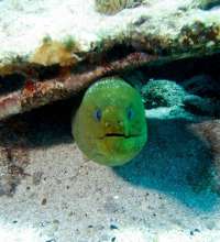 Great day of scuba diving in Key Largo with Rainbow Reef on benwood wreck tropical odyssey 2015 10 11 r2137 1