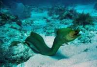Great day of scuba diving in Key Largo with Rainbow Reef on eagle ray alley tropical odyssey 2015 10 12 r2140 1