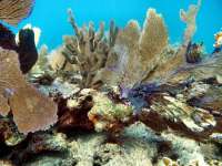 Great day of scuba diving in Key Largo with Rainbow Reef on fire coral cave tropical adventure 2015 10 05 r2107 1