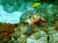 Great day of scuba diving in Key Largo with Rainbow Reef on hole in the wall tropical adventure 2015 10 18 r2171 1