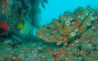 Great day of scuba diving in Key Largo with Rainbow Reef on molasses reef tropical odyssey 2015 10 04 r2102 1