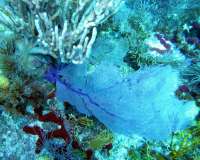Great day of scuba diving in Key Largo with Rainbow Reef on molasses reef tropical odyssey 2015 10 04 r2102 3