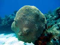 Great day of scuba diving in Key Largo with Rainbow Reef on snapper ledge tropical odyssey 2015 10 02 r2099 1