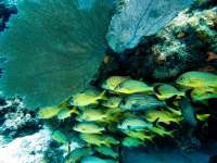 Great day of scuba diving in Key Largo with Rainbow Reef on snapper ledge tropical odyssey 2015 10 09 r2121 1