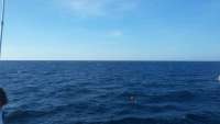 Great day of scuba diving in Key Largo with Rainbow Reef on spiegel grove tropical odyssey 2015 10 01 r2092 1