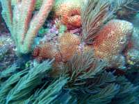 Great day of scuba diving in Key Largo with Rainbow Reef on woodys tropical odyssey 2015 10 25 r2189 1