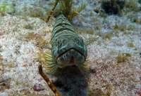 Great day of scuba diving in Key Largo with Rainbow Reef on benwood wreck tropical voyager 2015 09 13 r2007 1