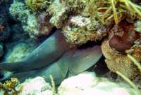 Great day of scuba diving in Key Largo with Rainbow Reef on french reef tropical odyssey 2015 09 08 r1984 1