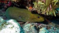 Great day of scuba diving in Key Largo with Rainbow Reef on french reef tropical odyssey 2015 09 08 r1984 2