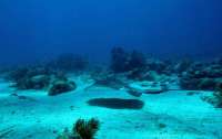 Great day of scuba diving in Key Largo with Rainbow Reef on permit ledges tropical odyssey 2015 09 22 r2048 2