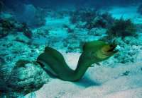 Great day of scuba diving in Key Largo with Rainbow Reef on permit ledges tropical odyssey 2015 09 22 r2048 3