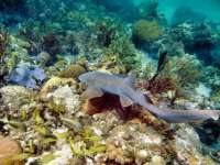 Great day of scuba diving in Key Largo with Rainbow Reef on snapper ledge tropical odyssey 2015 09 11 r1994 1