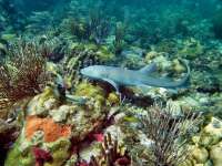 Great day of scuba diving in Key Largo with Rainbow Reef on snapper ledge tropical odyssey 2015 09 11 r1994 2
