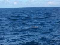 Great day of scuba diving in Key Largo with Rainbow Reef on uscgc duane tropical explorer 2015 09 26 r2068 1