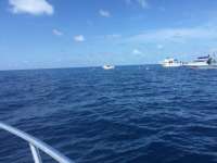 Great day of scuba diving in Key Largo with Rainbow Reef on spiegel grove tropical explorer 2016 04 29 r2757 1