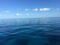 Great day of scuba diving in Key Largo with Rainbow Reef on hole in the wall tropical legend 2016 08 20 r3185 1