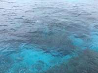 Great day of scuba diving in Key Largo with Rainbow Reef on molasses reef tropical adventure 2016 08 08 r3154 1