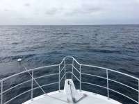 Great day of scuba diving in Key Largo with Rainbow Reef on molasses reef tropical legend 2016 08 03 r3134 1