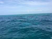 Great day of scuba diving in Key Largo with Rainbow Reef on molasses reef tropical legend 2016 08 06 r3145 2