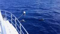 Great day of scuba diving in Key Largo with Rainbow Reef on uscgc duane tropical odyssey 2016 08 26 r3205 1