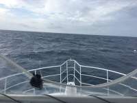 Great day of scuba diving in Key Largo with Rainbow Reef on uscgc duane tropical odyssey 2016 08 31 r3210 1