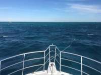 Great day of scuba diving in Key Largo with Rainbow Reef on eagle ray alley tropical legend 2016 12 30 r3689 1