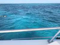 Great day of scuba diving in Key Largo with Rainbow Reef on pickles reef tropical legend 2016 12 16 r3619 1