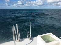 Great day of scuba diving in Key Largo with Rainbow Reef on snapper ledge tropical legend 2016 12 23 r3648 1