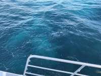 Great day of scuba diving in Key Largo with Rainbow Reef on spanish anchor tropical odyssey 2016 12 31 r3695 1