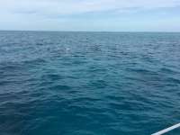 Great day of scuba diving in Key Largo with Rainbow Reef on christmastree cave tropical odyssey 2016 02 10 r2495 1